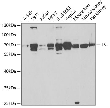 Transketolase antibody