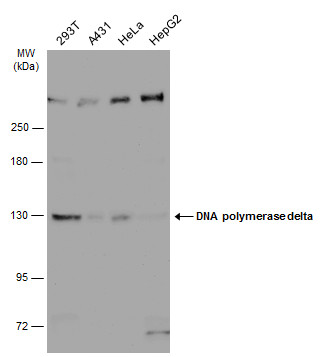 DNA polymerase delta antibody
