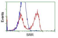 Serine racemase antibody [7E8]