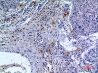 CD300f antibody