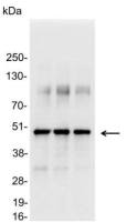 VSV-G tag antibody
