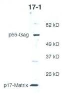 HIV1 P17 Gag antibody [17-1]