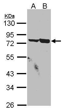 SSX2IP antibody [C3], C-term