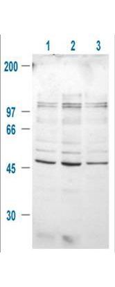 GSK3 beta (phospho Ser9) antibody