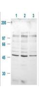 GSK3 beta (phospho Ser9) antibody