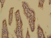 ASAP1 antibody