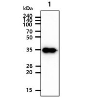 Cyclin H antibody [AT3G6]
