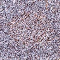 Blimp1 antibody [3H2-E8]