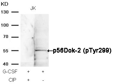 DOK2 (phospho Tyr299) antibody