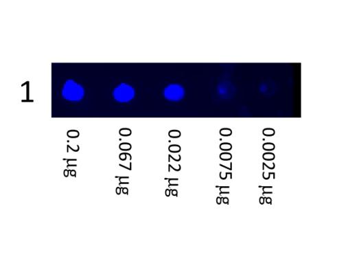 Goat Anti-Mouse IgG antibody, pre-adsorbed (FITC)