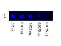 Goat Anti-Mouse IgG antibody, pre-adsorbed (FITC)