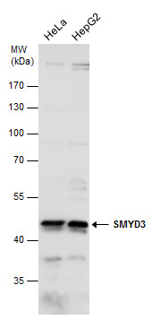 SMYD3 antibody
