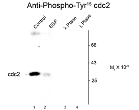 CDC2 (phospho Tyr15) antibody