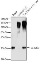 GILZ antibody