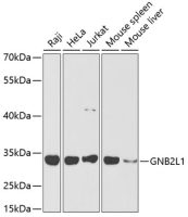 RACK1 antibody