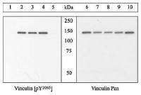 Vinculin (phospho Tyr1065) antibody