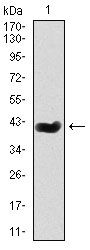 Splunc2 antibody [1F12]