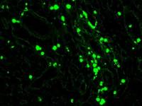 Mouse anti-Human IgA + IgG + IgM antibody cocktail (CF488)
