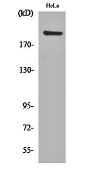 PHF3 antibody