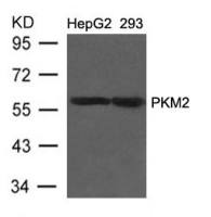 PKM2 antibody