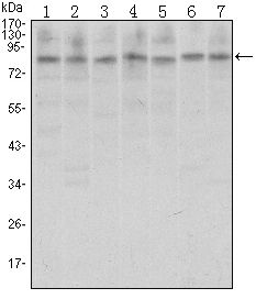 CTCF antibody [1D11]