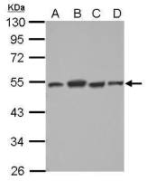 Dysbindin antibody