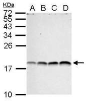 Histone H3R17me2 (Asymmetric Di-methyl Arg17) antibody