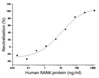 Human RANK protein, human IgG1 Fc tag (active)