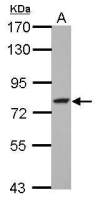 GFPT2 antibody