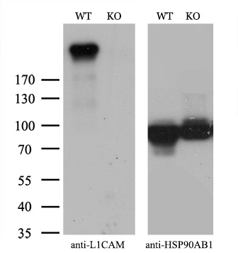 L1CAM antibody [1H3]