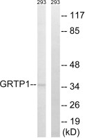GRTP1 antibody
