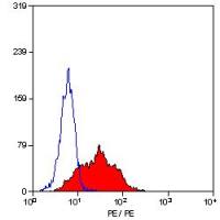 CD105 antibody [SN6] (PE)