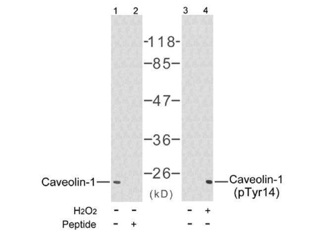 Caveolin 1 (phospho Tyr14) antibody