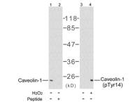 Caveolin 1 (phospho Tyr14) antibody