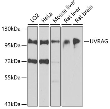 UVRAG antibody