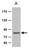Zranb1b antibody