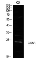 CD53 antibody
