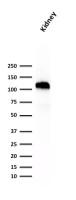 CDH16 antibody [SPM594]