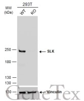 SLK antibody