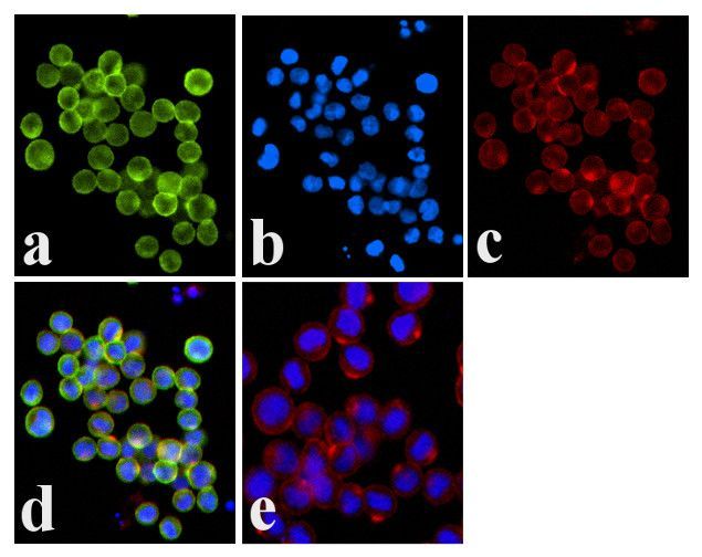 JAK1 (phospho Tyr1022/1023) antibody