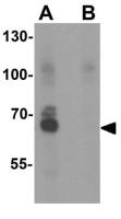 NOX4 antibody
