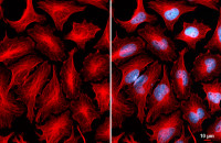 Goat Anti-Rabbit IgG antibody (DyLight594)