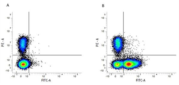 CD16 + CD32 antibody [FCR4G8] (FITC)