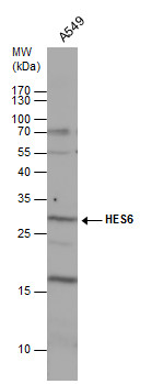 HES6 antibody