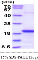 Human SKP1 protein
