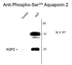 Aquaporin 2 (phospho Ser264) antibody
