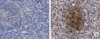 Porcine circovirus type 2 / PCV2 Capsid antibody