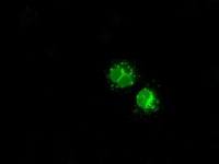 LEMD3 antibody [3H1]