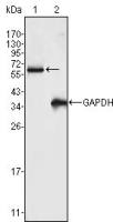 FRK antibody [4E1]
