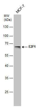 E2F1 antibody [6B5]